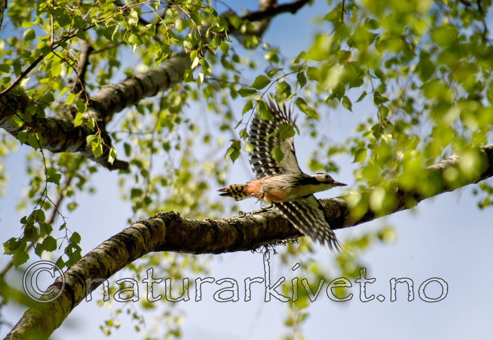 DSC_4459 / Dendrocopos leucotos / Hvitryggspett
