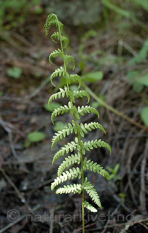 DSC_4950 / Thelypteris palustris / Myrtelg