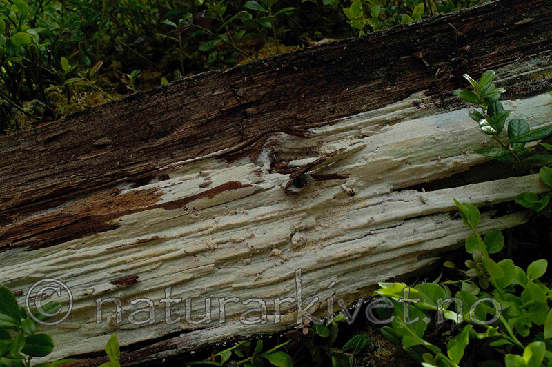 DSC_503903 / Odonticium romellii / Taigapiggskinn