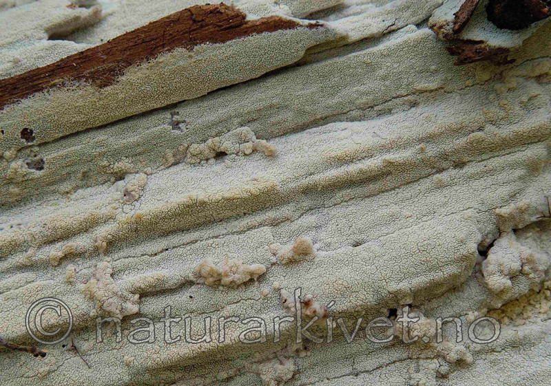 DSC_504004 / Odonticium romellii / Taigapiggskinn