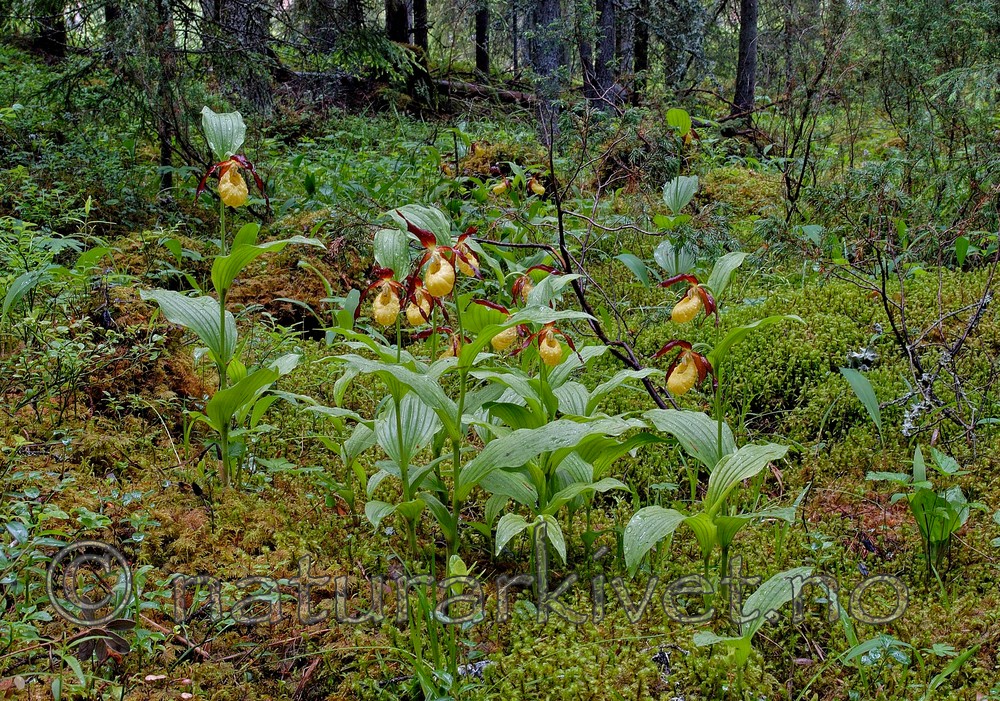 DSC_5192 / Cypripedium calceolus / Marisko
