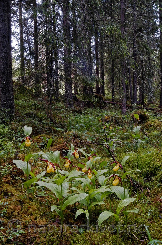 DSC_5196 / Cypripedium calceolus / Marisko
