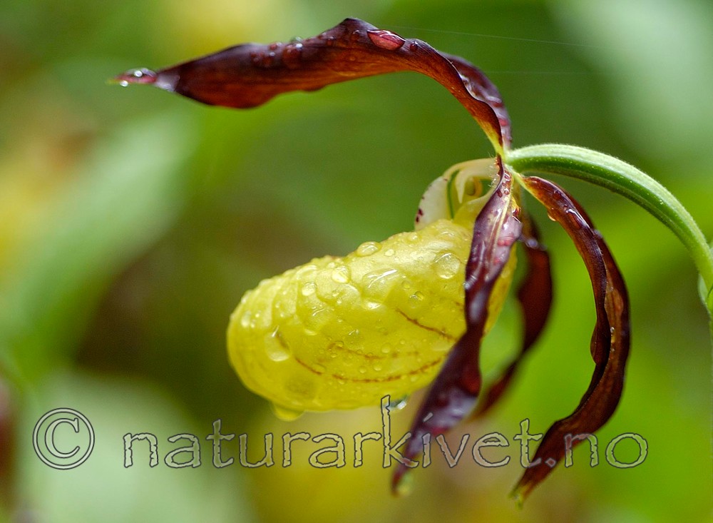 DSC_5200 / Cypripedium calceolus / Marisko