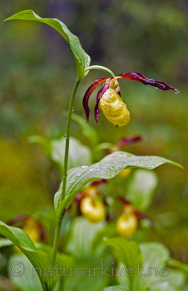 DSC_5202 / Cypripedium calceolus / Marisko
