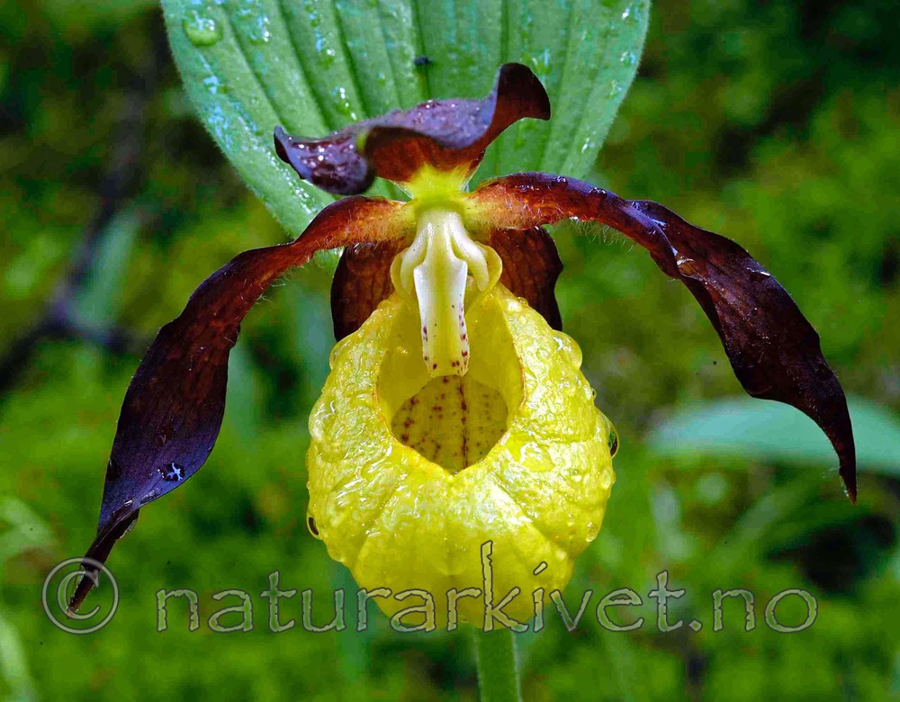 DSC_5212 / Cypripedium calceolus / Marisko