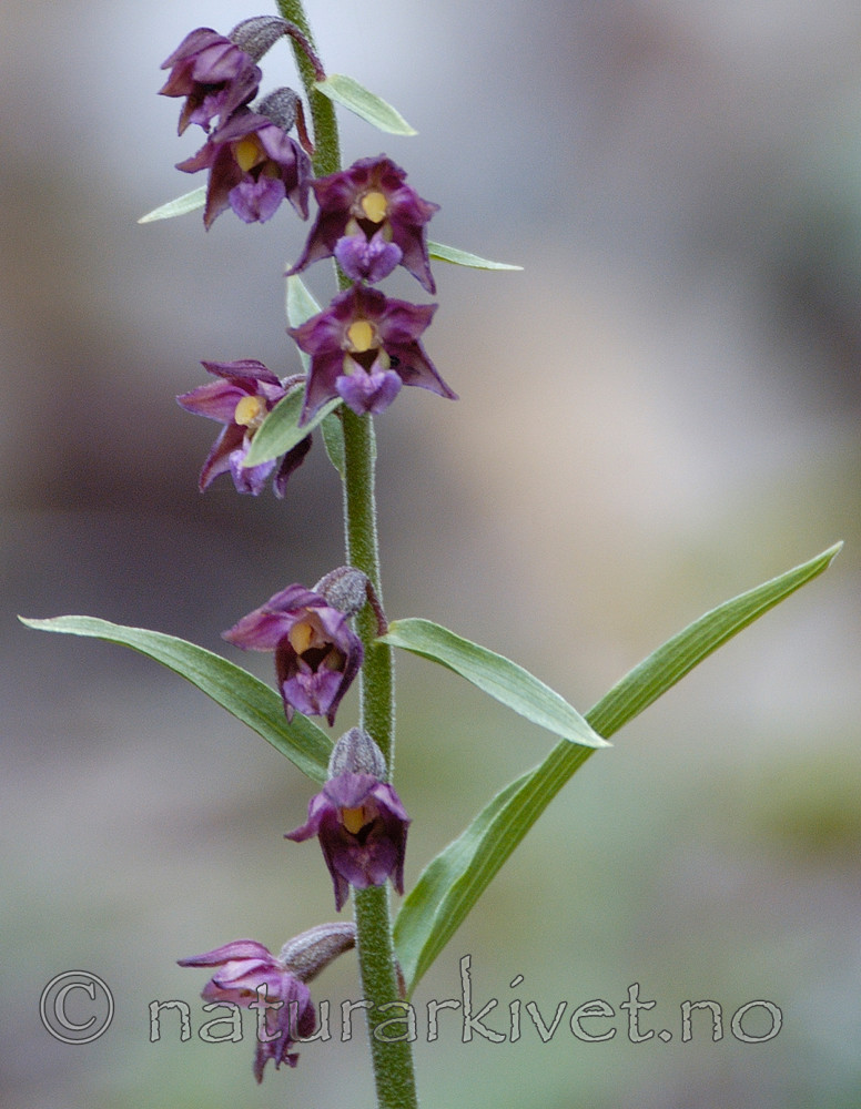 DSC_5289 / Epipactis atrorubens / Rødflangre