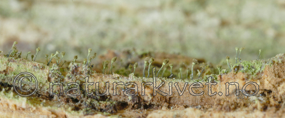 DSC_5427 / Chaenotheca laevigata / Taiganål