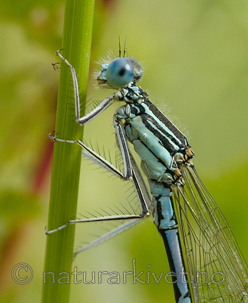 DSC_5509 / Platycnemis pennipes / Elvevannymfe