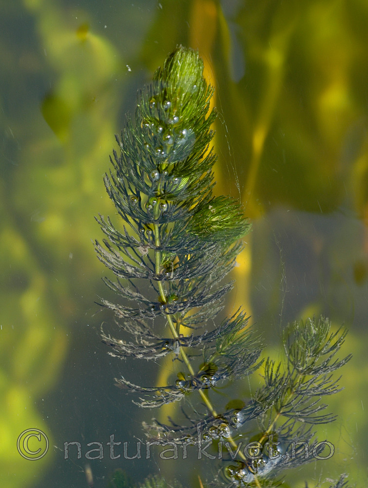 DSC_5594 / Ceratophyllum demersum / Hornblad