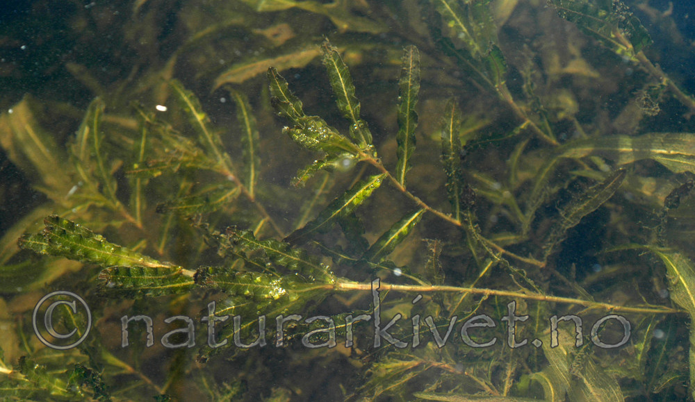 DSC_5612 / Potamogeton crispus / Krustjernaks