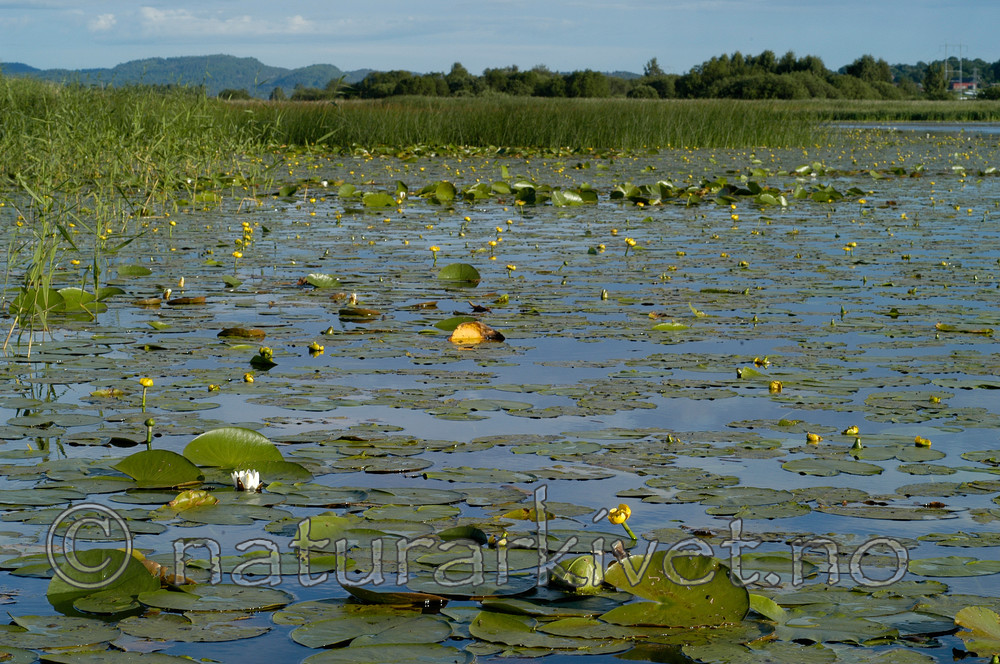 DSC_5623 / Nuphar lutea / Gul nøkkerose <br /> Nymphaea alba / Hvit nøkkerose