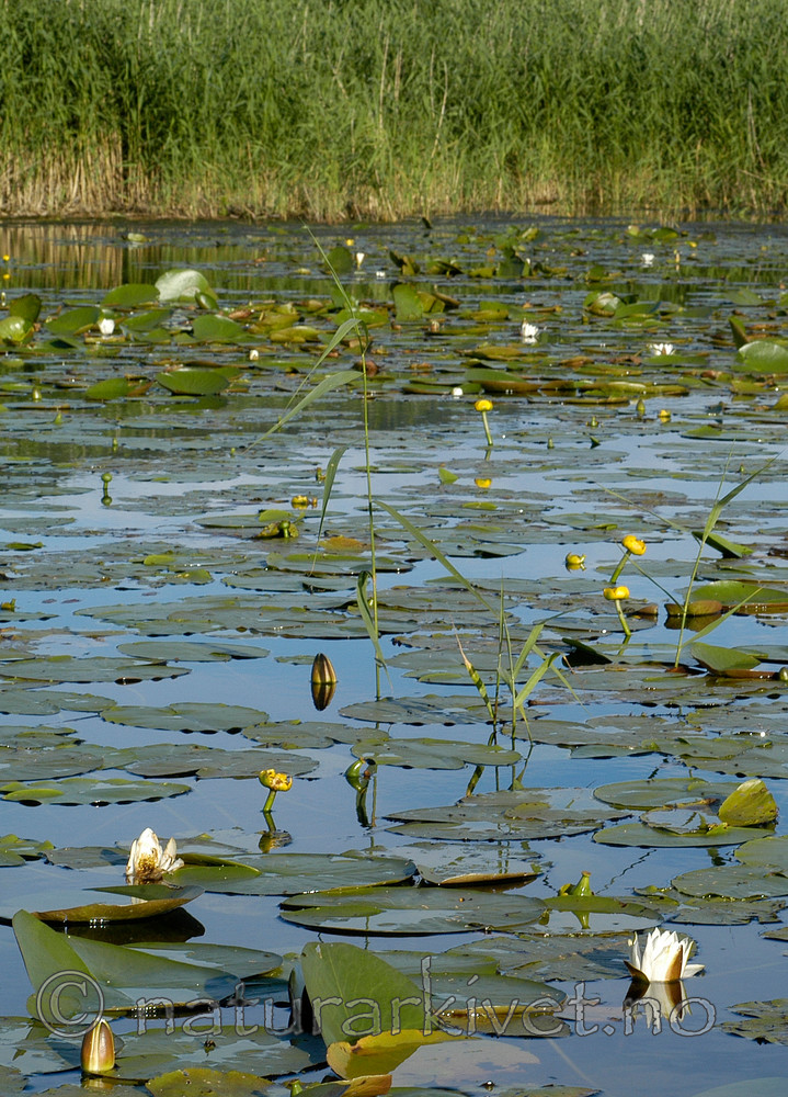 DSC_5625 / Nuphar lutea / Gul nøkkerose <br /> Nymphaea alba / Hvit nøkkerose