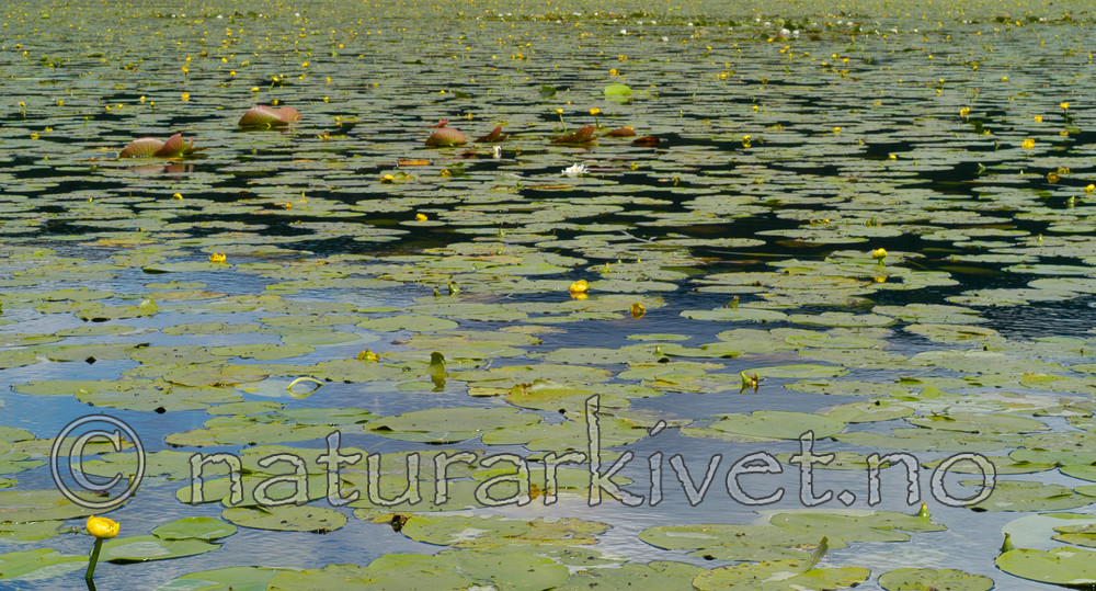 DSC_5644 / Nuphar lutea / Gul nøkkerose <br /> Nymphaea alba / Hvit nøkkerose