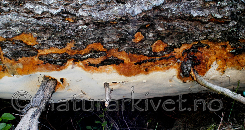 DSC_5784 / Perenniporia subacida / Dynekjuke