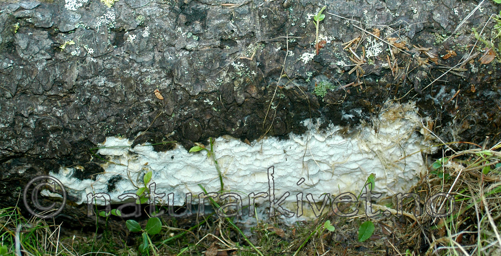 DSC_5794 / Skeletocutis odora / Sibirkjuke