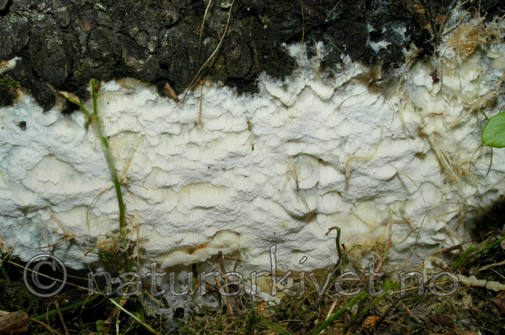 DSC_5804 / Skeletocutis odora / Sibirkjuke