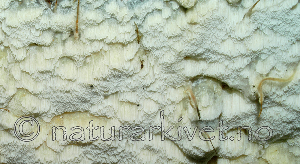 DSC_5807 / Skeletocutis odora / Sibirkjuke