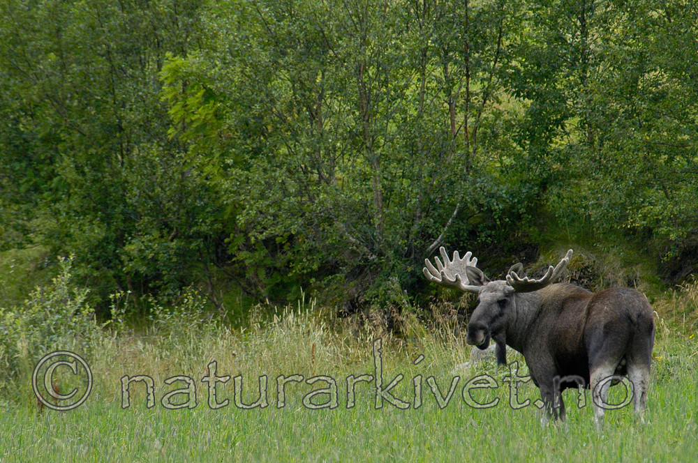 DSC_6407 / Alces alces / Elg