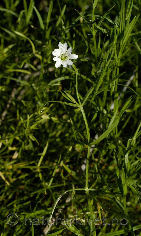 DSC_6575 / Stellaria palustris / Myrstjerneblom