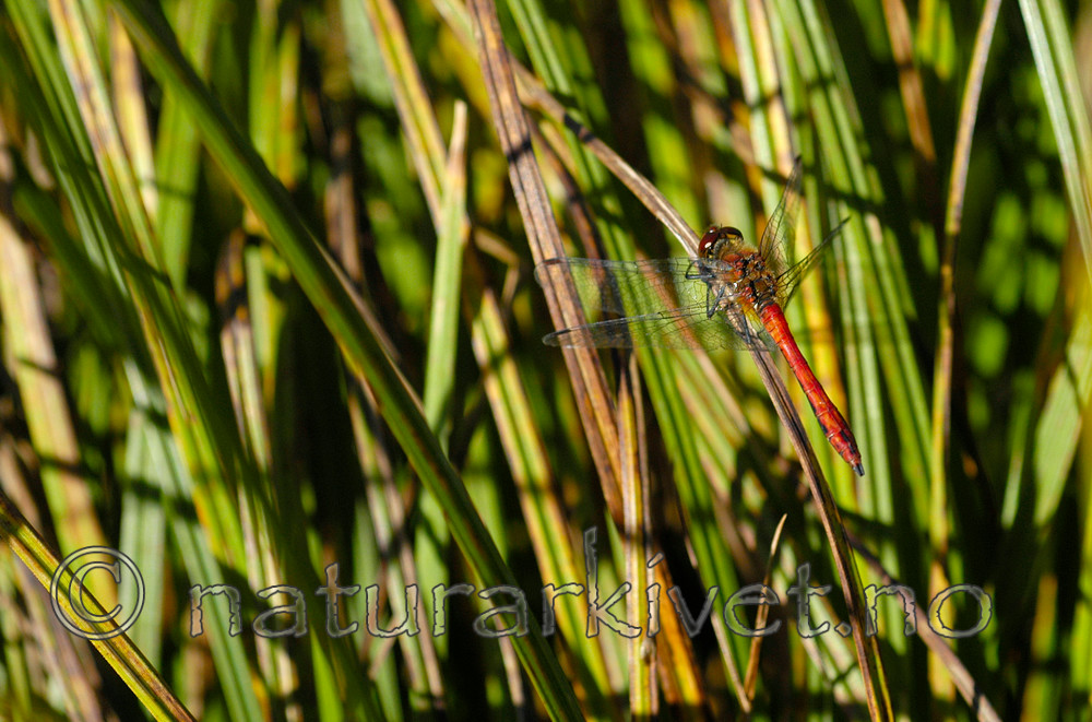 DSC_6682 / Sympetrum sanguineum / Blodrød høstlibelle