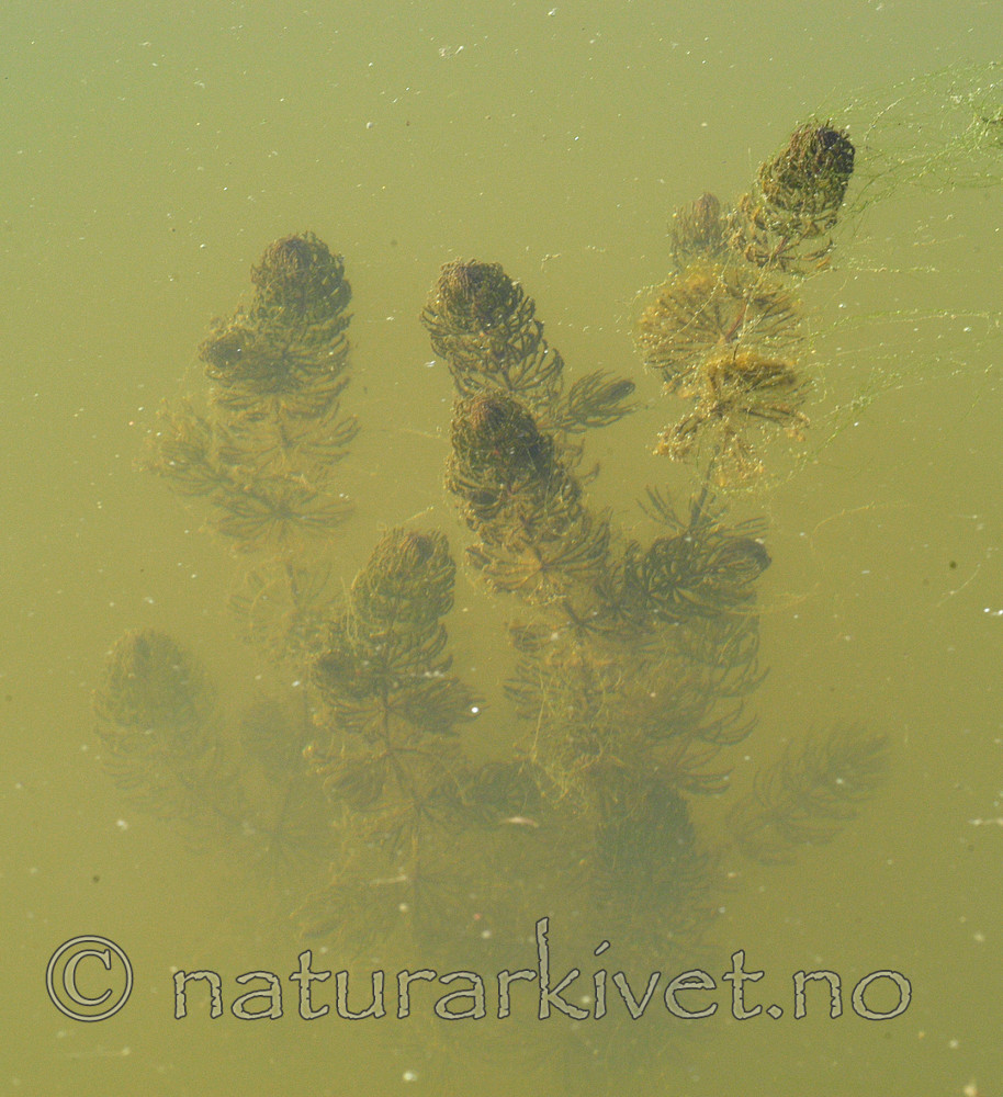 DSC_6734 / Ceratophyllum demersum / Hornblad
