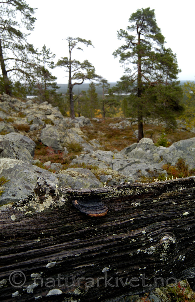 DSC_6937 / Gloeophyllum protractum / Langkjuke