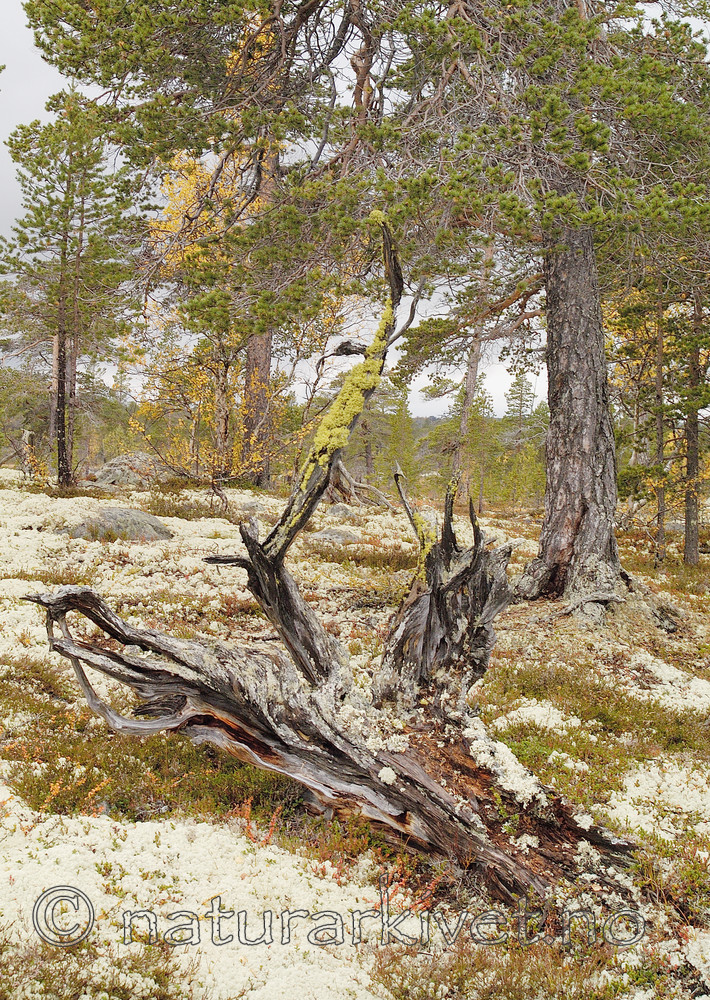 DSC_7010 / Letharia vulpina / Ulvelav