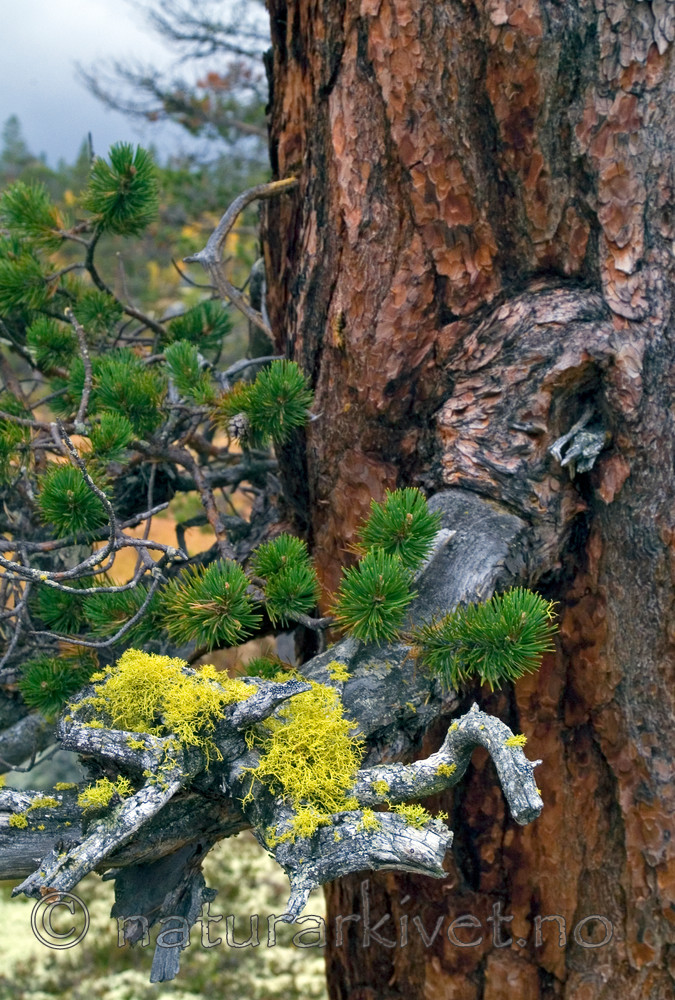 DSC_7015 / Letharia vulpina / Ulvelav