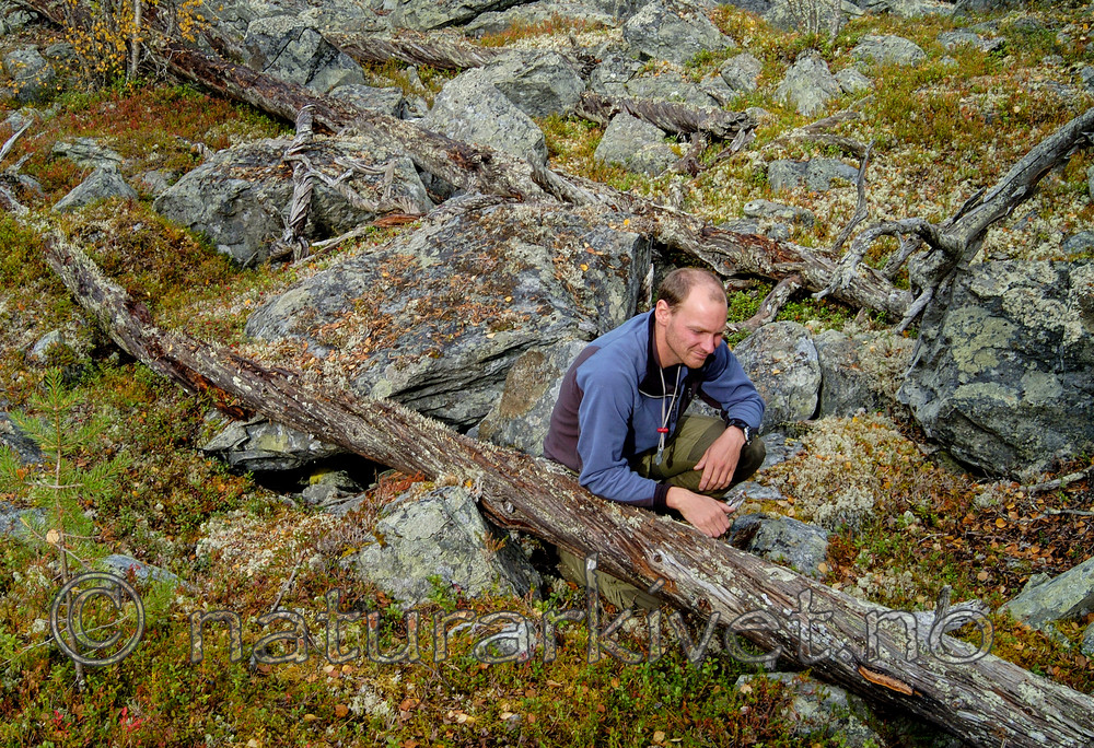 DSC_7060 / Gloeophyllum protractum / Langkjuke