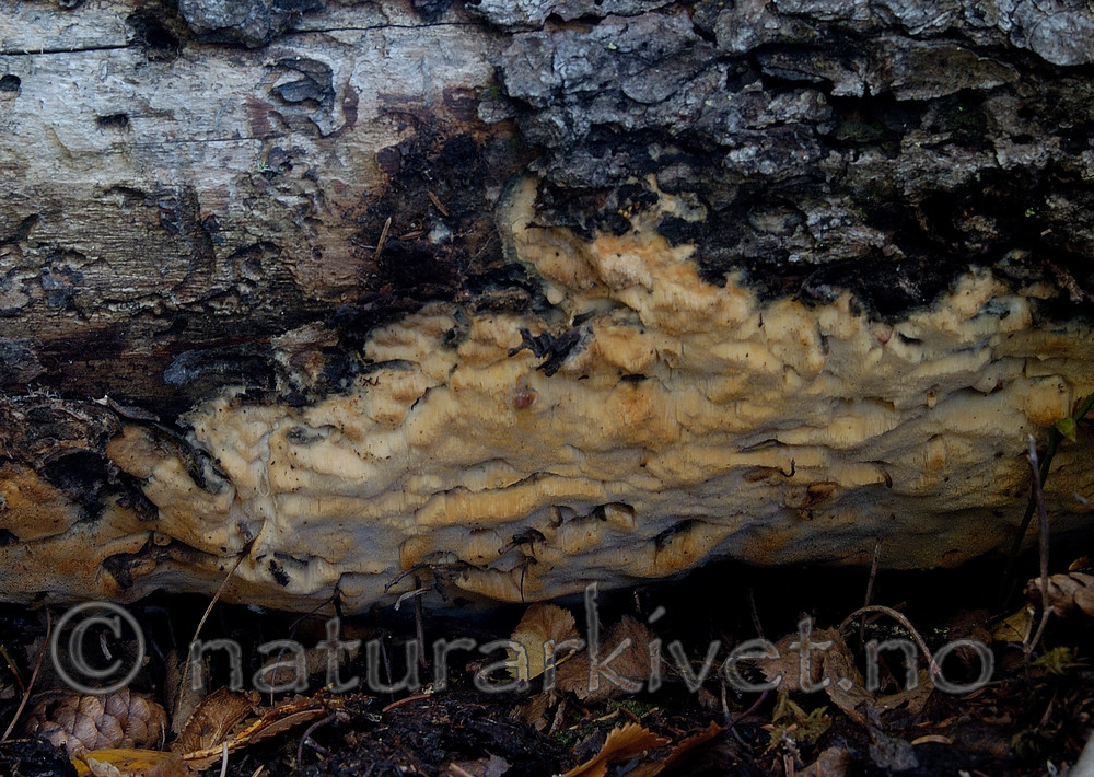 DSC_7115 / Skeletocutis odora / Sibirkjuke