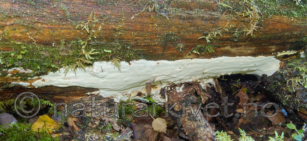 DSC_7123 / Skeletocutis stellae / Taigakjuke