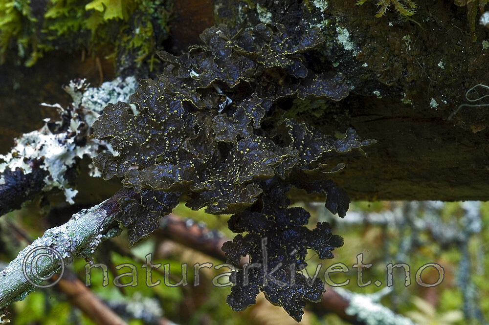 DSC_7156 / Pseudocyphellaria crocata / Gullprikklav