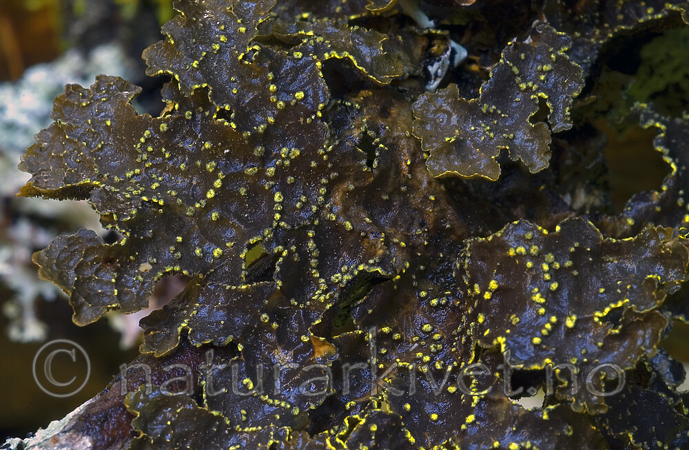 DSC_7159 / Pseudocyphellaria crocata / Gullprikklav