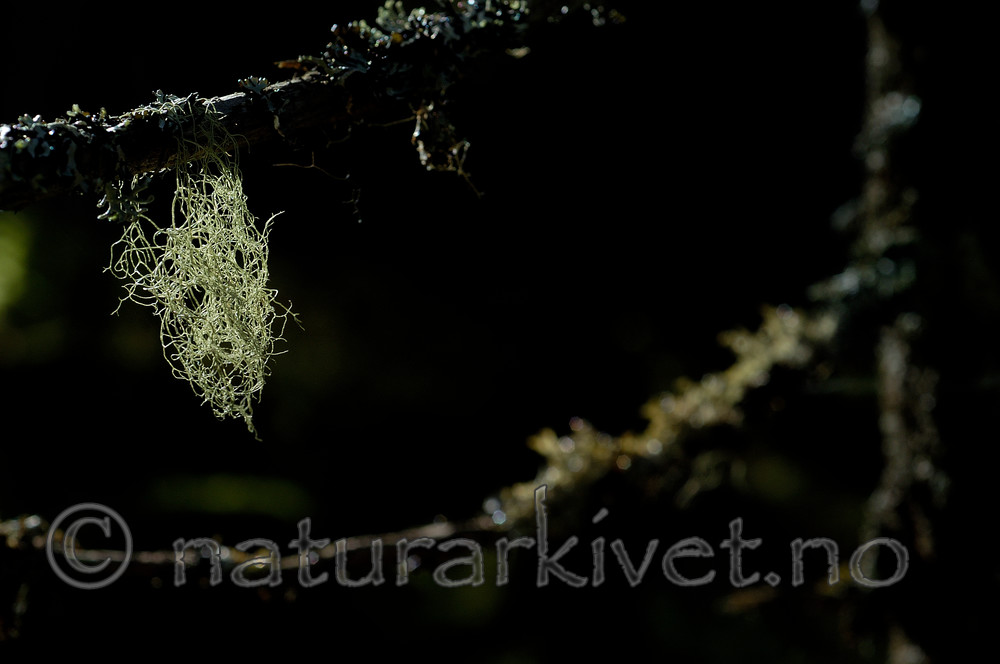 DSC_7173 / Ramalina thrausta / Trådragg