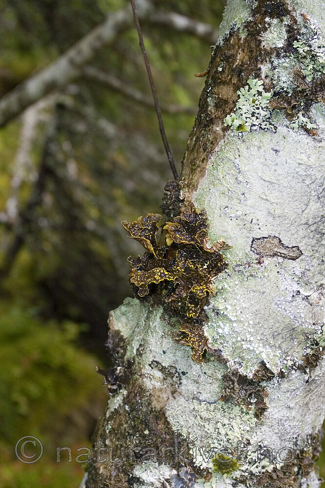 DSC_7244 / Pseudocyphellaria crocata / Gullprikklav