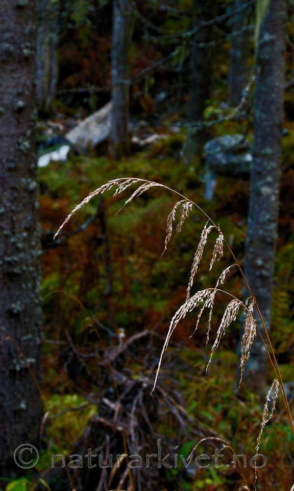 DSC_7626 / Cinna latifolia / Huldregras