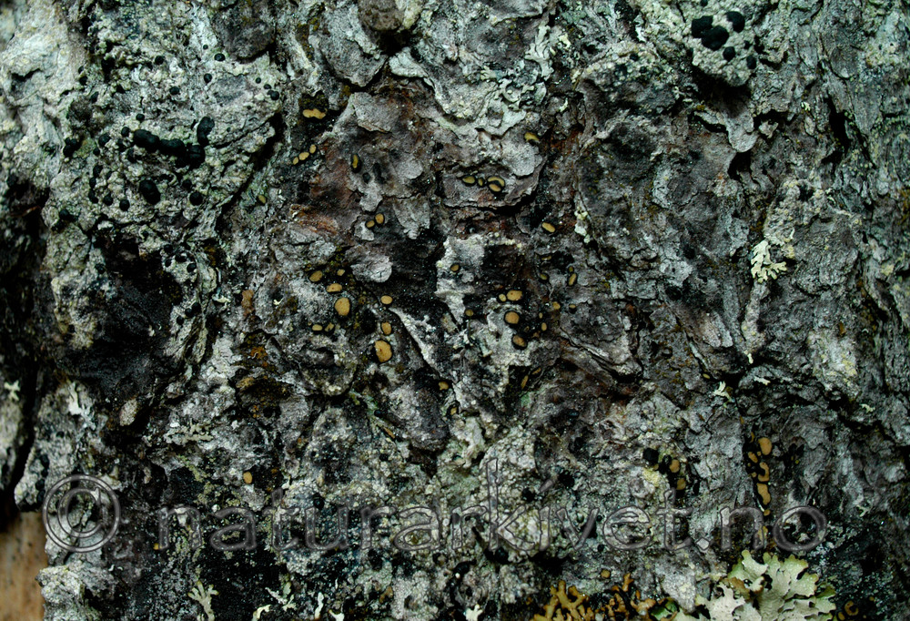 DSC_7664 / Pseudographis pinicola / Gammelgranskål