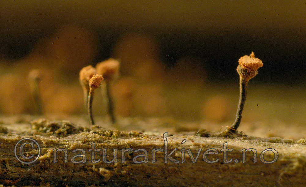 DSC_7801 / Sclerophora coniophaea / Rustdoggnål