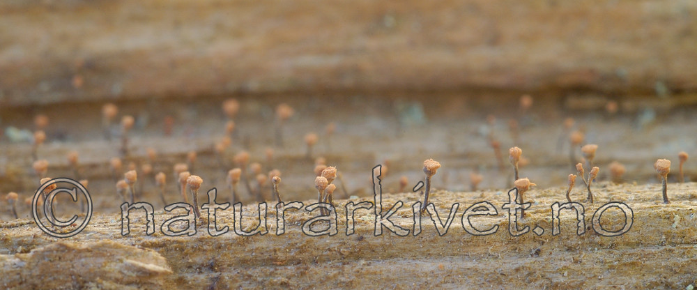 DSC_7816 / Sclerophora coniophaea / Rustdoggnål