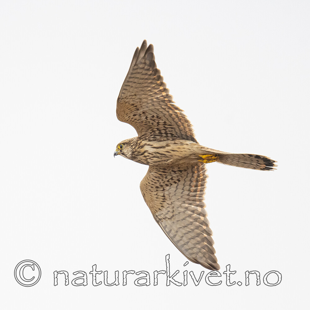 DSC_9110 / Falco tinnunculus / Tårnfalk