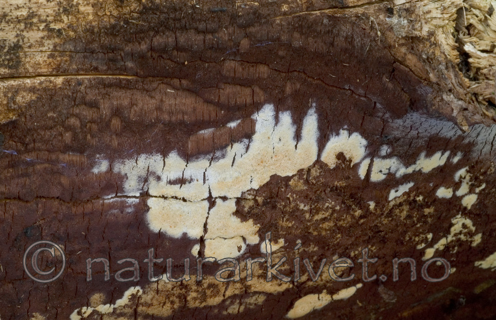 DSC_9271 / Phellinus ferrugineofuscus / Granrustkjuke <br /> Skeletocutis brevispora / Klengekjuke