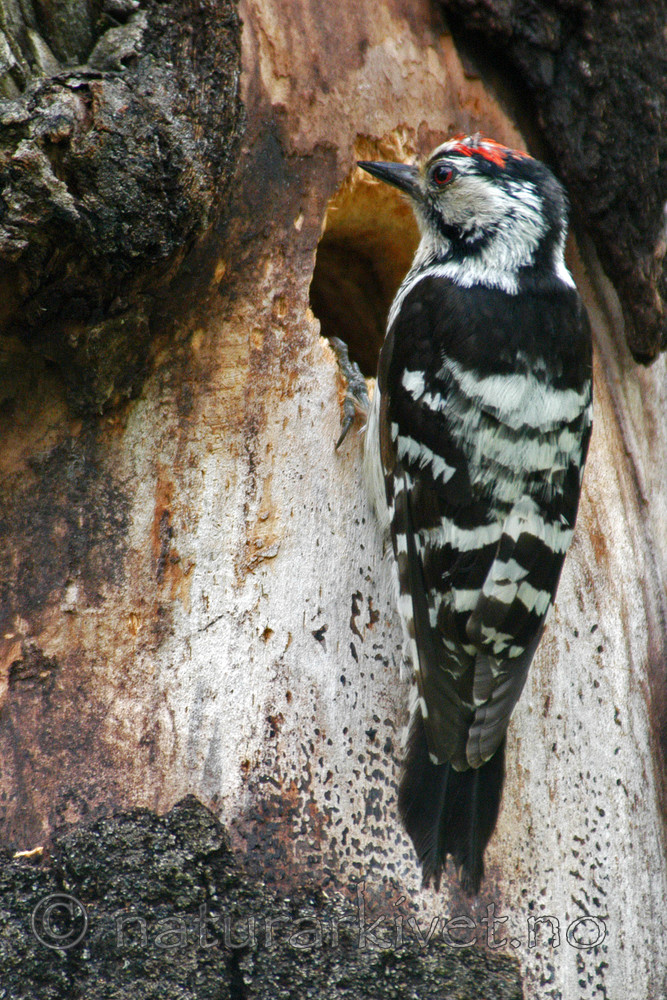 DSC_9600 / Dendrocopos minor / Dvergspett