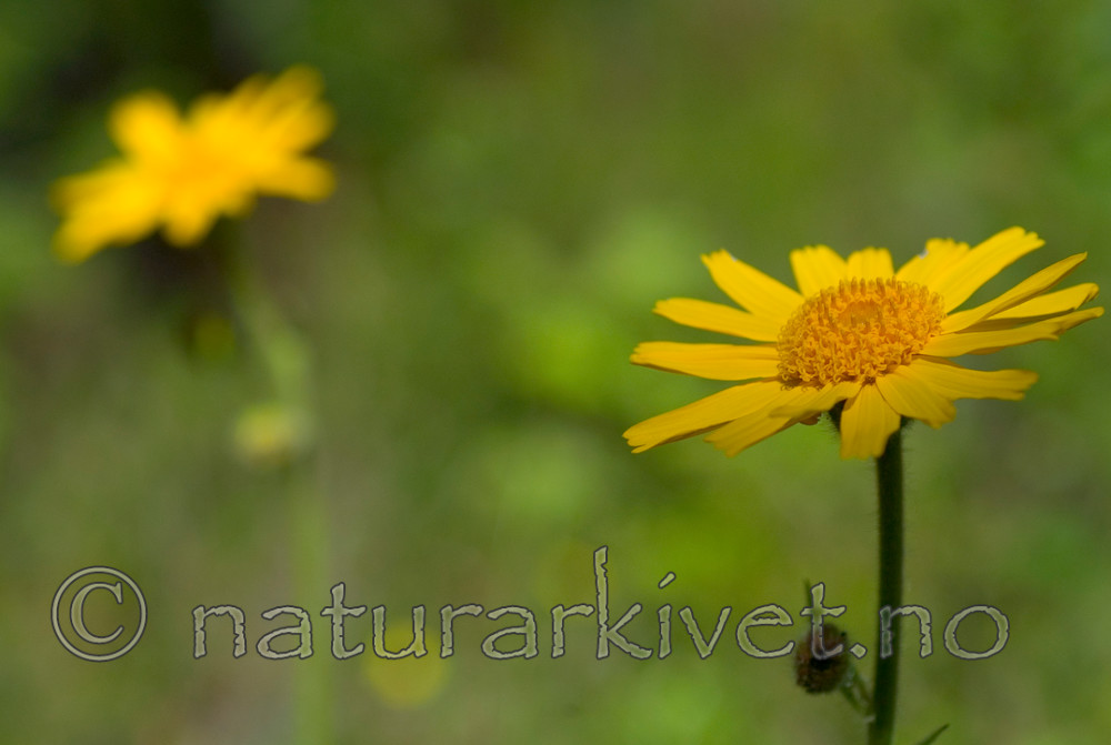 DSC_9697 / Arnica montana / Solblom
