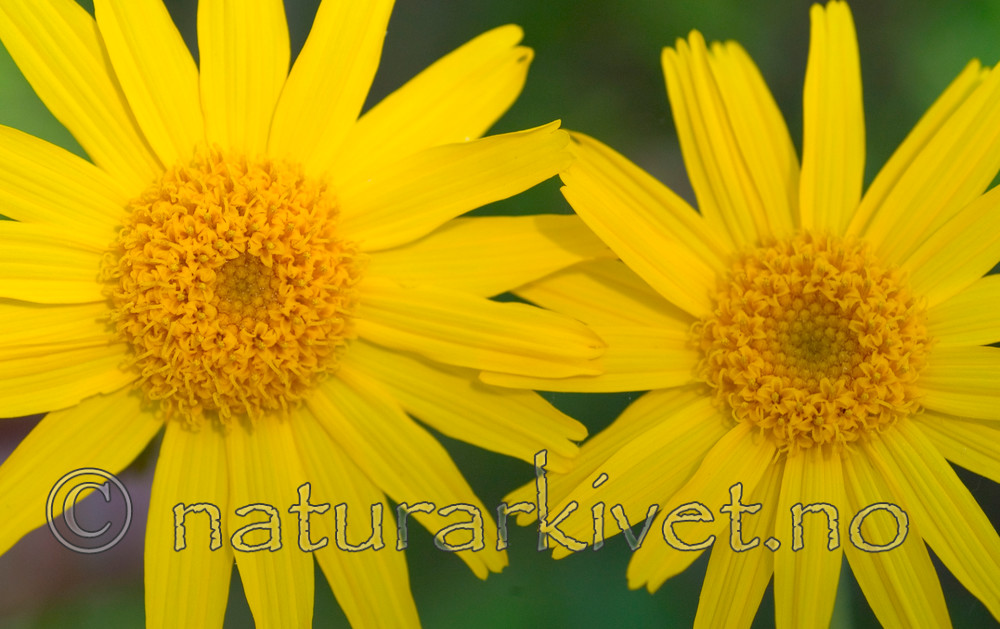 DSC_9701 / Arnica montana / Solblom