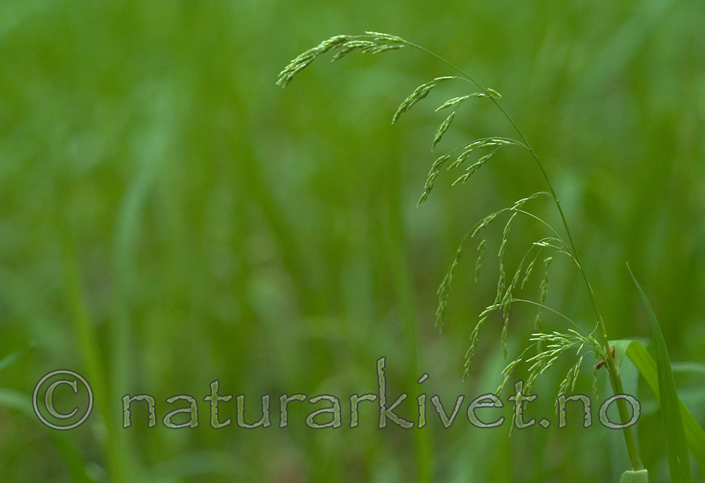 DSC_9768 / Glyceria lithuanica / Skogsøtgras