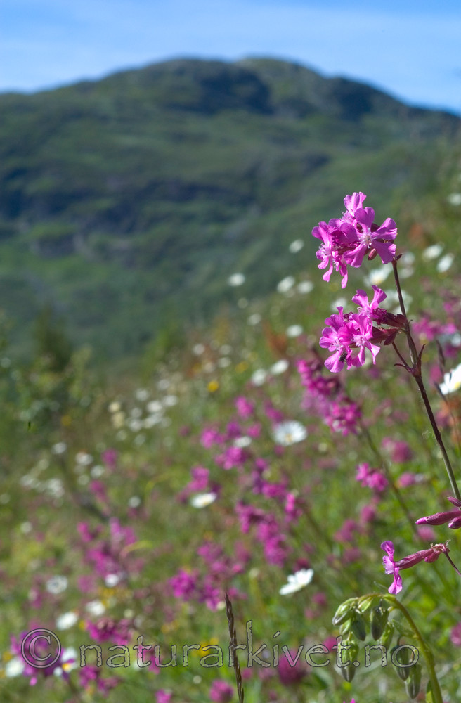 DSC_9922 / Viscaria vulgaris / Engtjæreblom
