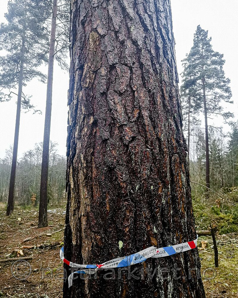 IMG_20201205_120429 / Pinus sylvestris / Furu