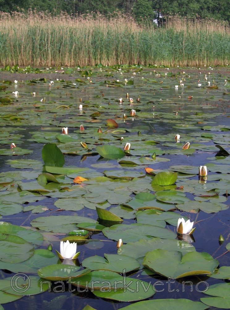IMG_8760 / Nymphaea alba / Hvit nøkkerose <br /> Phragmites australis / Takrør