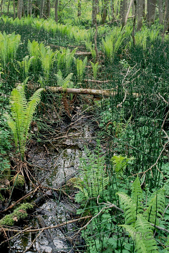 KA 01 00 0125 / Equisetum hyemale / Skavgras <br /> Matteuccia struthiopteris / Strutseving