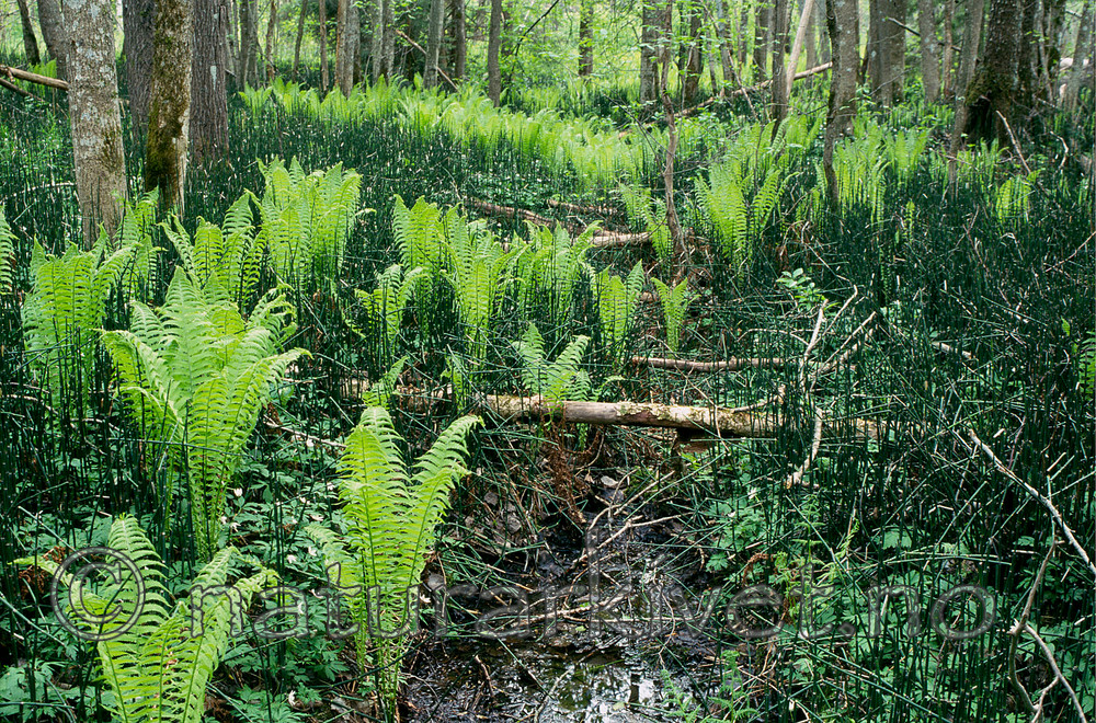 KA 01 00 0158 / Equisetum hyemale / Skavgras <br /> Matteuccia struthiopteris / Strutseving